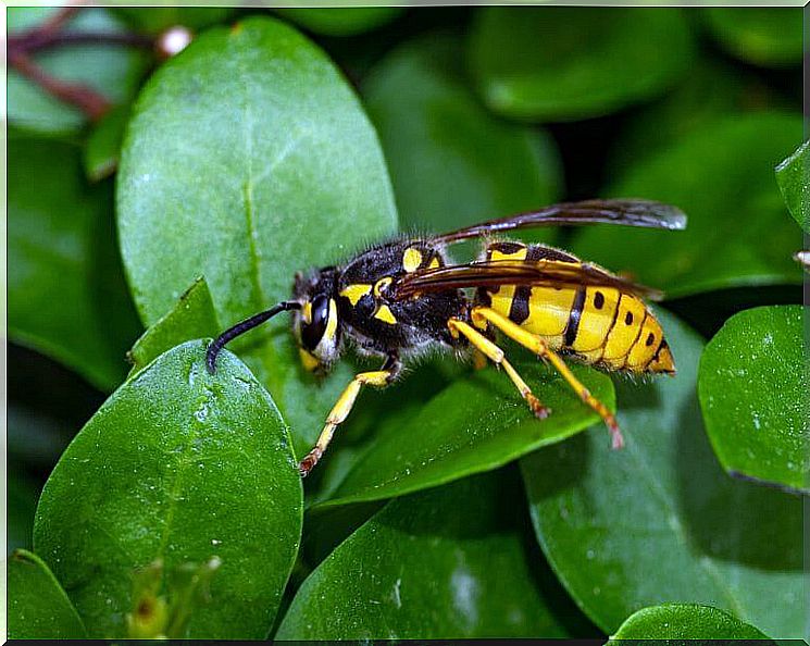 Risks of wasp stings in children